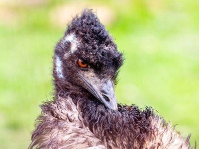 Emu - De Zonnegloed - Dierenpark - Dieren opvangcentrum - Sanctuary
